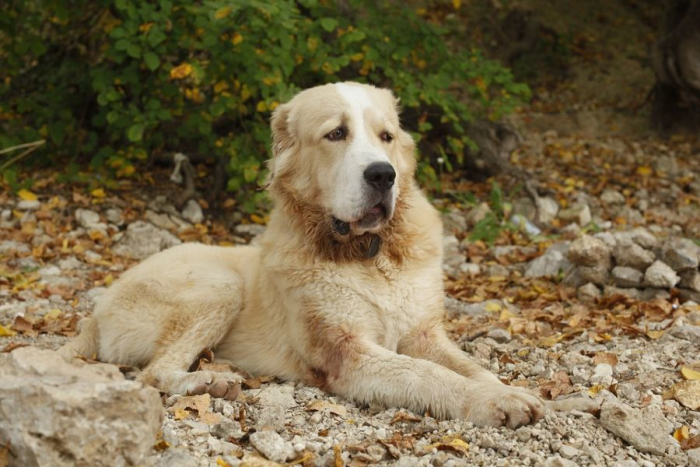 Воспитание щенка алабая 🐕 - Гуль Дог