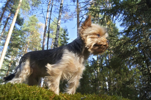 Йоркширский терьер (Yorkshire Terrier)