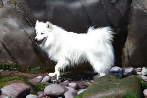 Японский шпиц (Japanese Spitz)