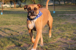 Бульмастиф (Bullmastiff)