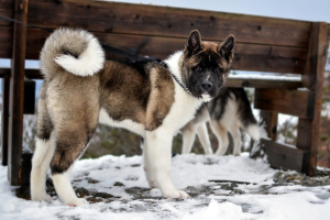 Американская акита (American Akita)