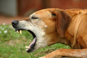 Кашель у собаки: причины и лечение