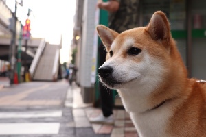 Сиба-ину (Shiba Inu)