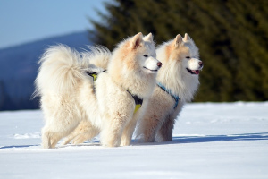 Самоедская собака (Samoyed dog)