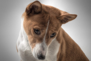 Басенджи (Basenji)