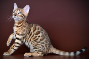 Бенгальская кошка (Bengal cat)