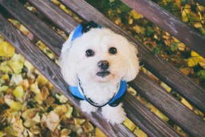 Мальтийская болонка (Maltese dog)