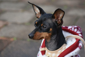 Цвергпинчер (Miniature Pinscher)