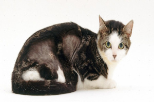 Дерматит у кошек: виды, симптомы и лечение