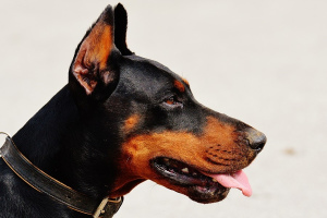 Доберман (Doberman)