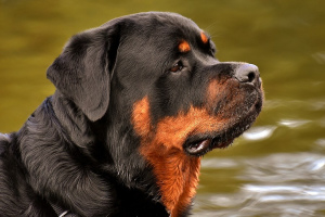 Ротвейлер (Rottweiler)