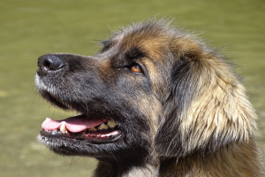 Леонбергер (Leonberger)