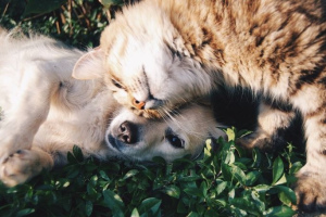 Дружба кошки и собаки: как добиться удачного соседства?