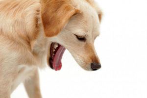 Белая, жёлтая рвота у собаки: причины, лечение