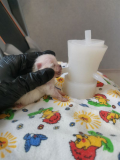 Выкармливание новорожденных щенков