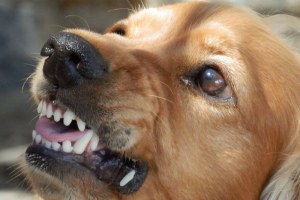 Агрессивная собака: устраняем причины плохого поведения
