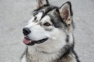 Аляскинский маламут (Alaskan Malamute)