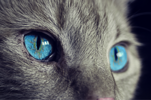 Частые болезни кошек: симптомы и лечение