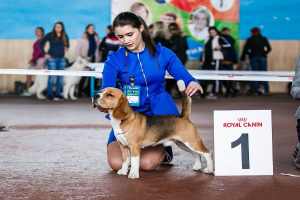 Расписание выставок собак в России