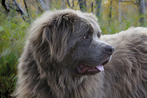 Ньюфаундленд (Newfoundland dog)