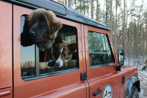 Особенности путешествия с собакой на машине