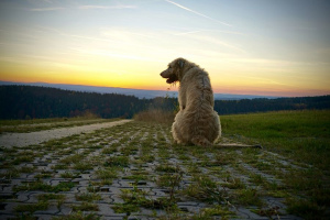 Ирландский волкодав (Irish Wolfhound)