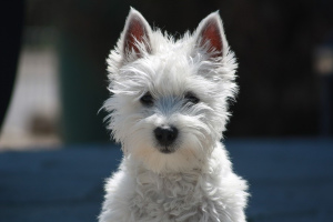 Вест-хайленд-уайт-терьер (west highland white terrier)