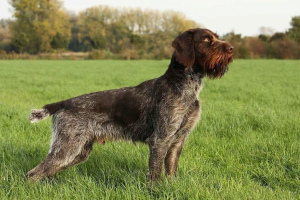 Дратхаар (German Wirehaired Pointer)