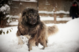 Кавказская овчарка (Caucasian Shepherd Dog)