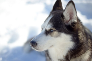 Сибирский хаски (Siberian Husky)