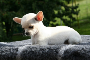 Чихуахуа (Chihuahua)