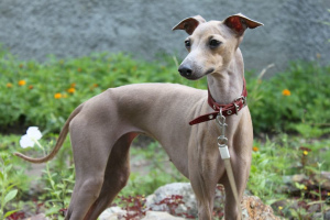 Левретка (Italian Greyhound)