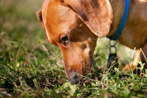 Собака ест экскременты: почему и как бороться?