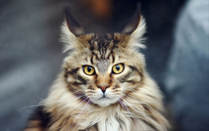 Мейн-ку́н (Maine Coon)