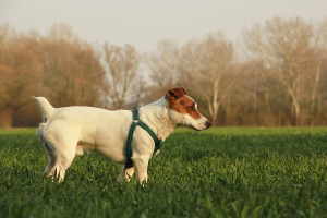 Джек-рассел-терьер (Jack Russell Terrier)
