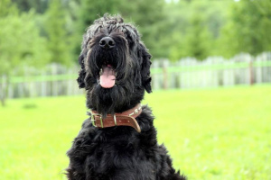 Русский чёрный терьер (Black Russian Terrier)