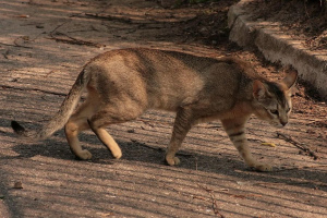 Чаузи (Chausie)