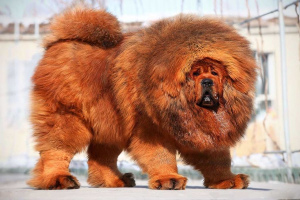 Тибетский мастиф (Tibetan Mastiff)