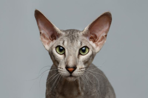 Ориентальная кошка (oriental shorthair)