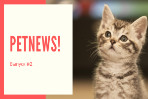 PetNews! Новости о животных | #2
