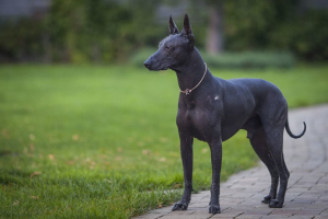 Ксолоитцкуинтли (Xoloitzcuintli)