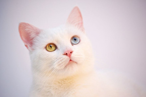 Турецкая ангора (Turkish Angora)