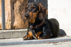 Такса (Dachshund)