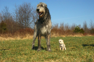 Ирландский волкодав (Irish Wolfhound)