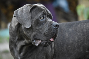 Кане-корсо (Cane Corso)