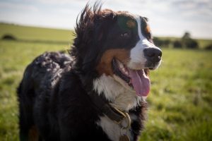 Бернский зенненхунд (Bernese Mountain Dog)