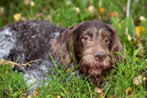 Дратхаар (German Wirehaired Pointer)
