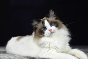 Рэгдолл (Ragdoll)