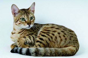 Серенгети (Serengeti cat)