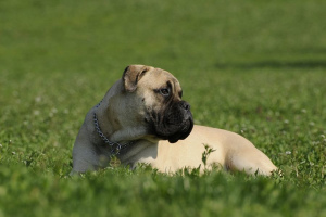 Бульмастиф (Bullmastiff)